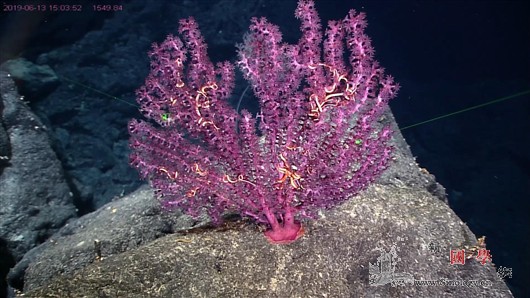 中科院海洋所命名5个深海生物新物种_海山-海绵-深海-