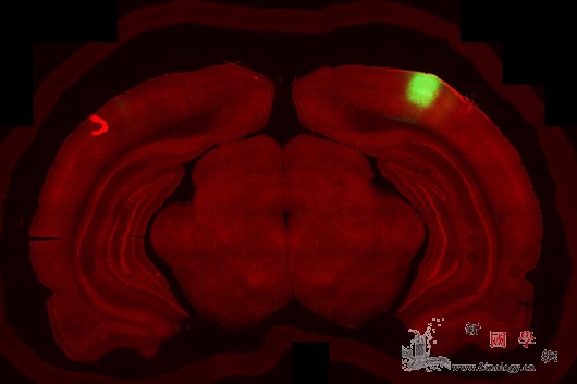 科学家揭秘运动视觉机制_神经元-皮层-科学家-