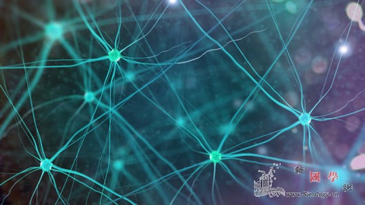 科学家发现控制长期记忆关键元素_兴奋性-神经元-蛋白质-