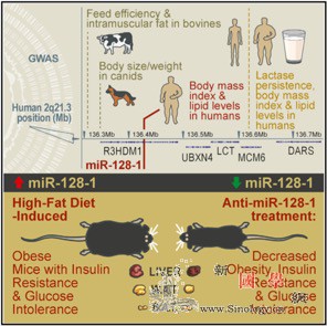 从前帮你耐饥荒如今使你囤脂肪_代谢-脂肪-基因-