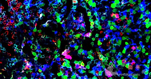 淋巴细胞祖先“浮出水面”_淋巴细胞-基因-免疫-