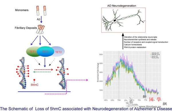 DNA去甲基化与阿尔茨海默病病变之间_表观-神经元-昆明- ()