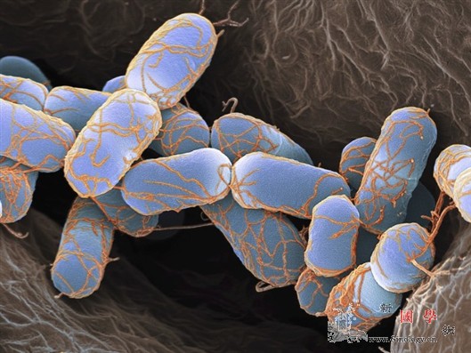“节俭”细菌靠空气中物质繁殖_光合-基因-菌株-
