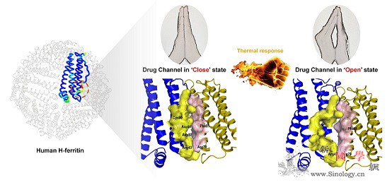 铁蛋白载药机制研究方面取得新进展_装载-载体-阿霉素-