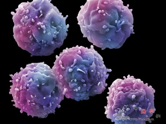 “糖衣”告诉细胞何时造血_干细胞-康涅狄格州-耶鲁大学-