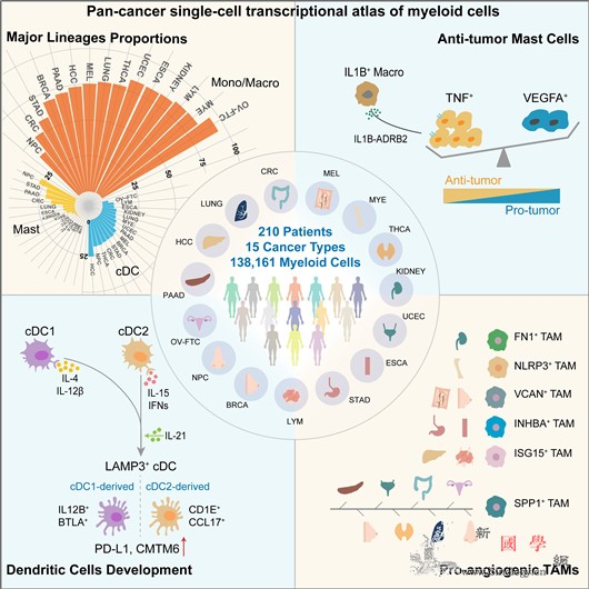 多癌种内髓系细胞特征图谱获揭示_靶向-浸润-肥大- ()