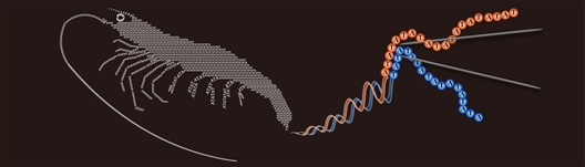 基因组内序列在对虾适应性进化中起关键_基因组-适应性-南开大学- ()