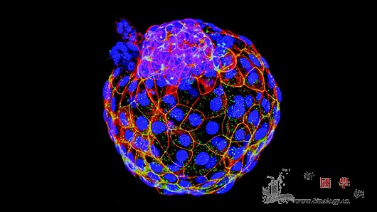 科学家构建首个体外人囊胚模型_囊胚-干细胞-胚胎-