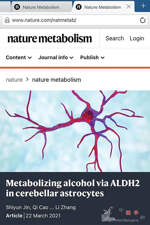 大脑“醒酒”机制有助找到新药靶点_乙醛-乙酸-胶质-