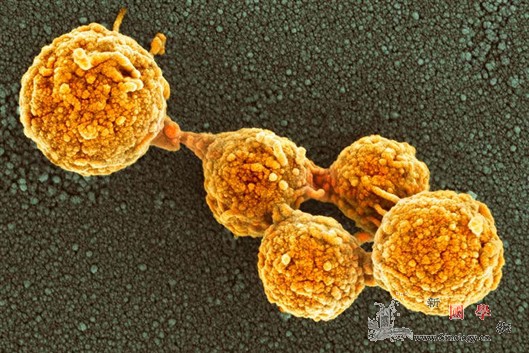 7个基因让“最小”人造细胞正常生长分_基因组-研究人员-微生物- ()
