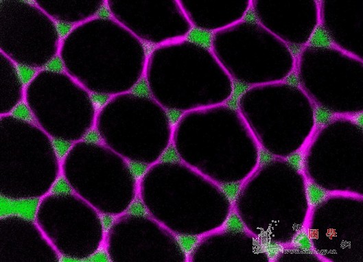 科学家找出细胞间物质运输通道_卵细胞-果蝇-细胞-